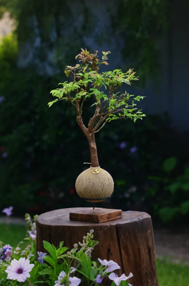 Kokedama Bonsai Jabuticaba