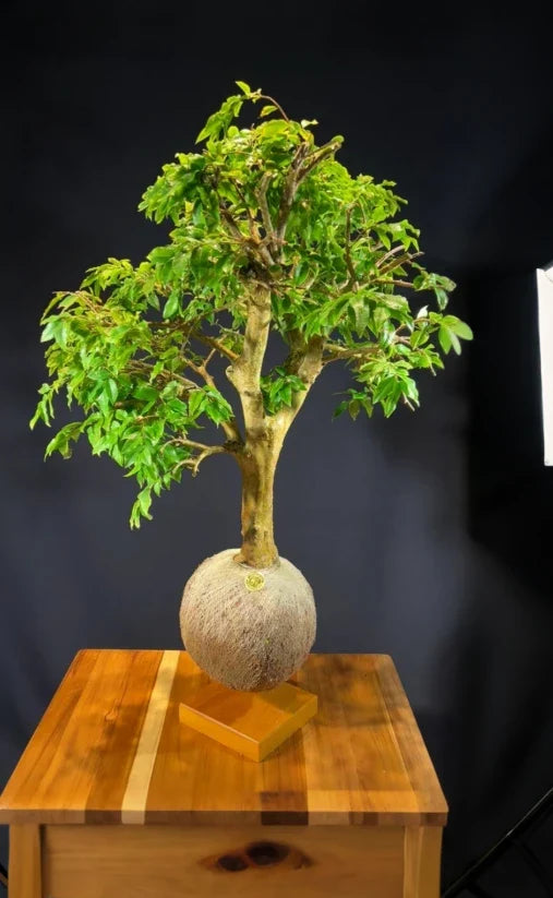 Kokedama Bonsai Jabuticaba