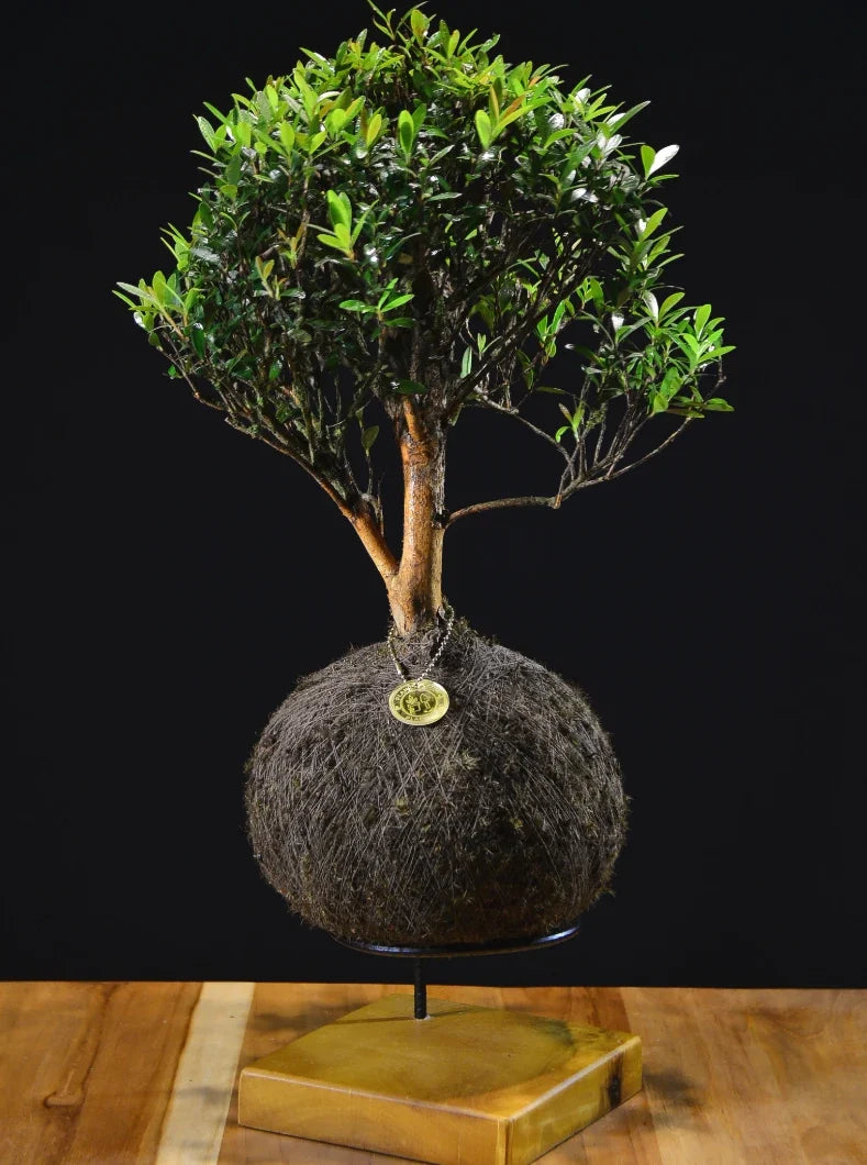 Kokedama Bonsai Cerejeira (G)