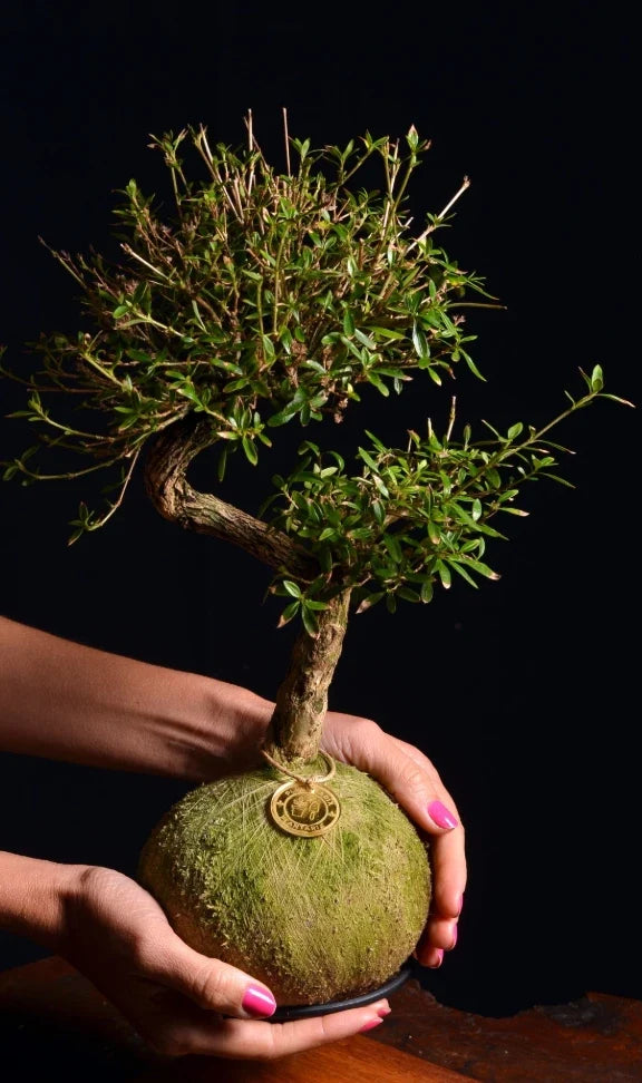 Kokedama Bonsai Serissa 09 Anos