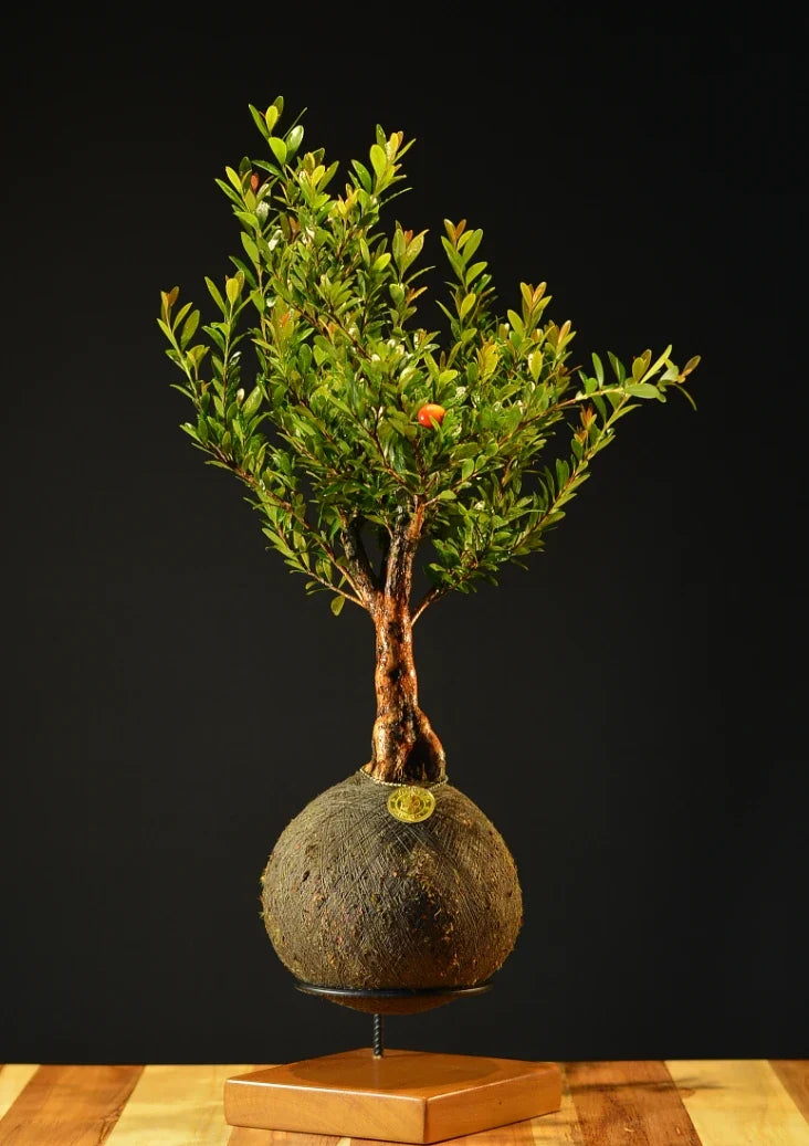 Kokedama Bonsai Cerejeira (M)