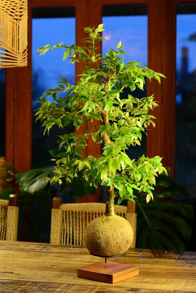 Kokedama Bonsai Jabuticaba