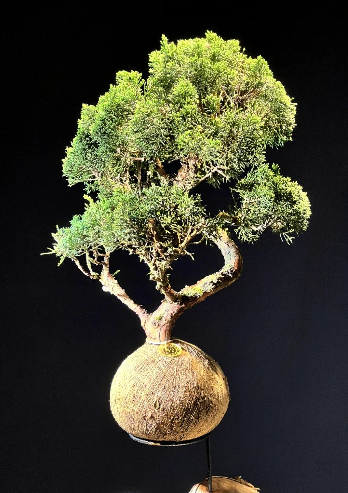 Kokedama Bonsai Coníferas