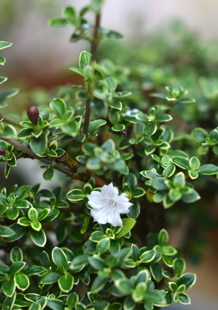 Kokedama Bonsai Serissa 09 Anos
