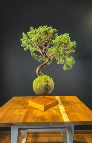 Kokedama Bonsai Coníferas