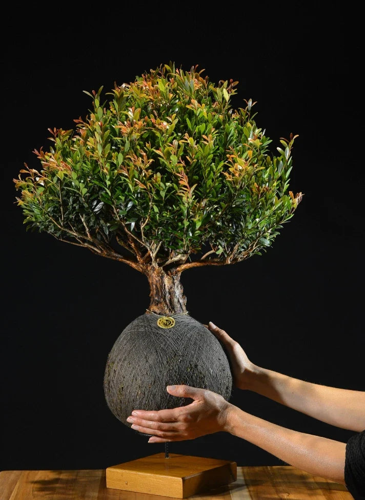 Kokedama Bonsai Cerejeira (G)