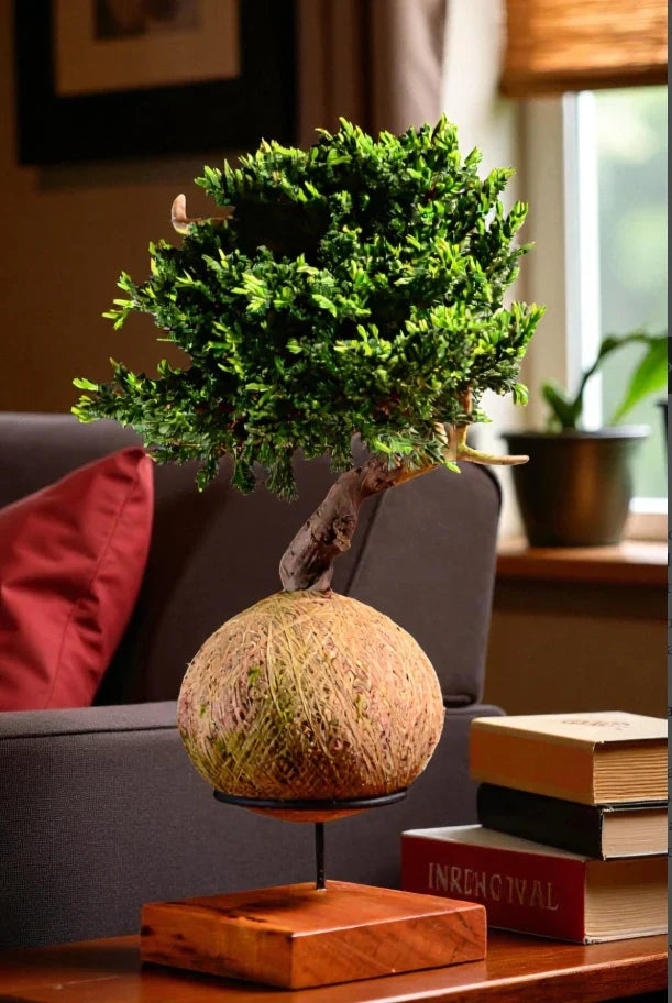 Kokedama Bonsai Coníferas