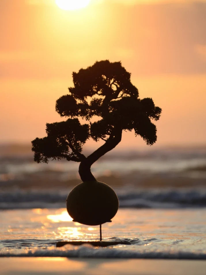 Kokedama Bonsai Coníferas