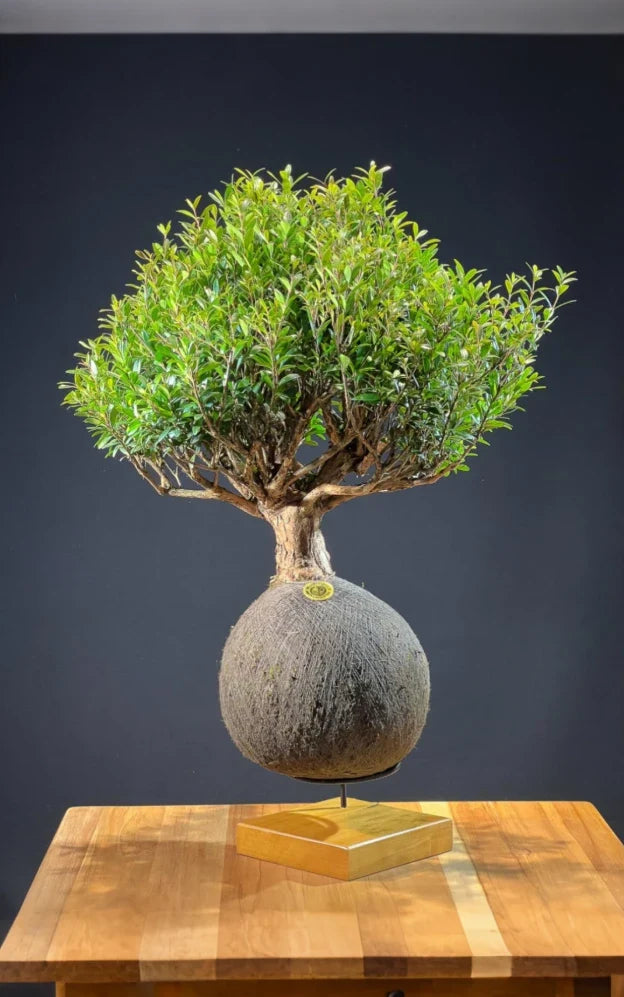 Kokedama Bonsai Cerejeira (G)