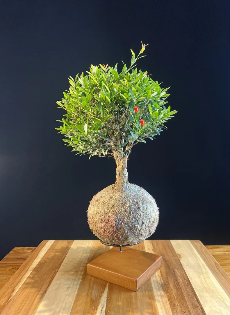 Kokedama Bonsai Cerejeira (G)