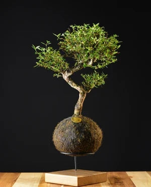 Kokedama Bonsai Serissa 09 Anos