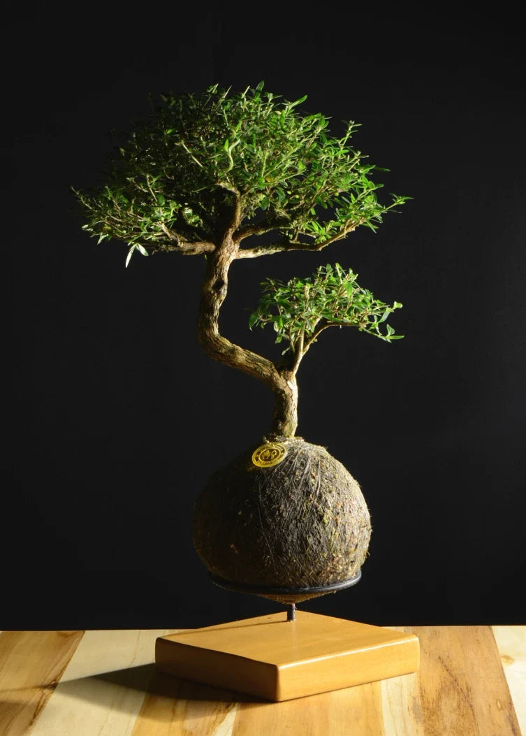 Kokedama Bonsai Serissa 09 Anos