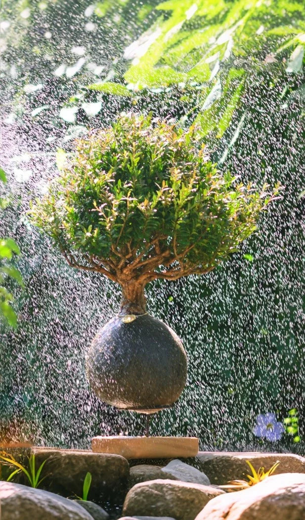 Kokedama Bonsai Cerejeira (G)