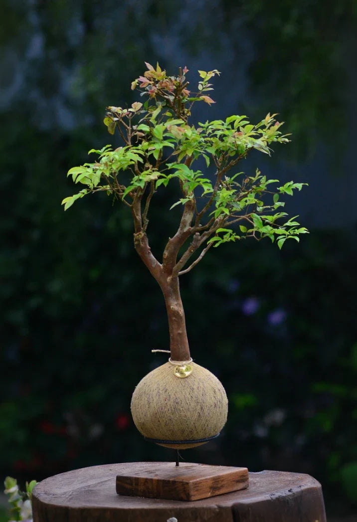 Kokedama Bonsai Jabuticaba