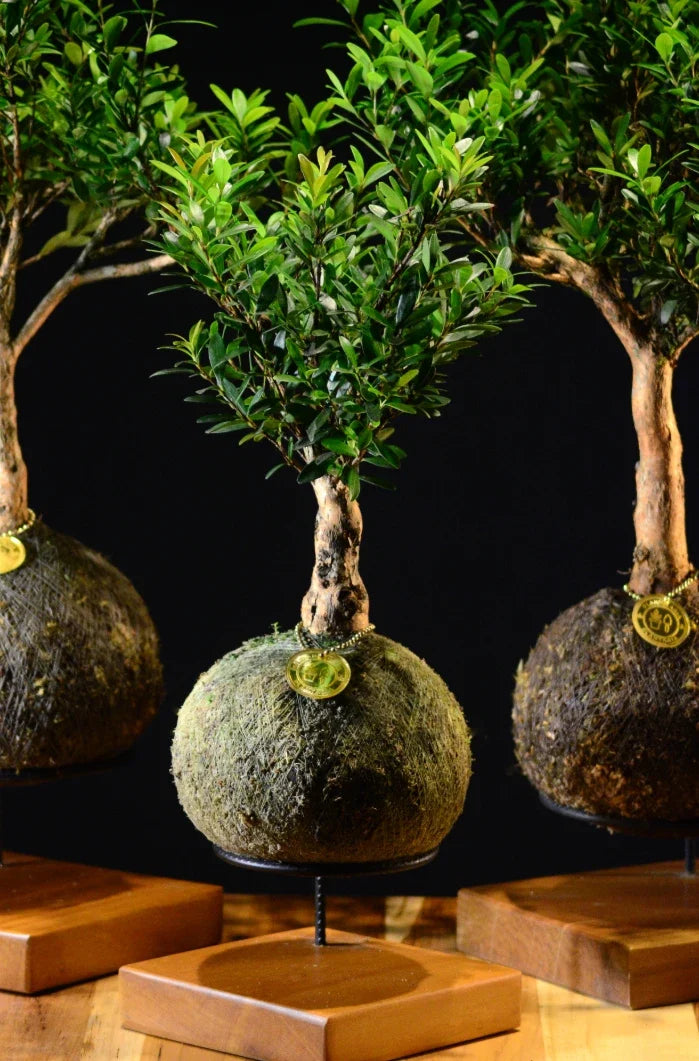 Kokedama Bonsai Cerejeira (M)