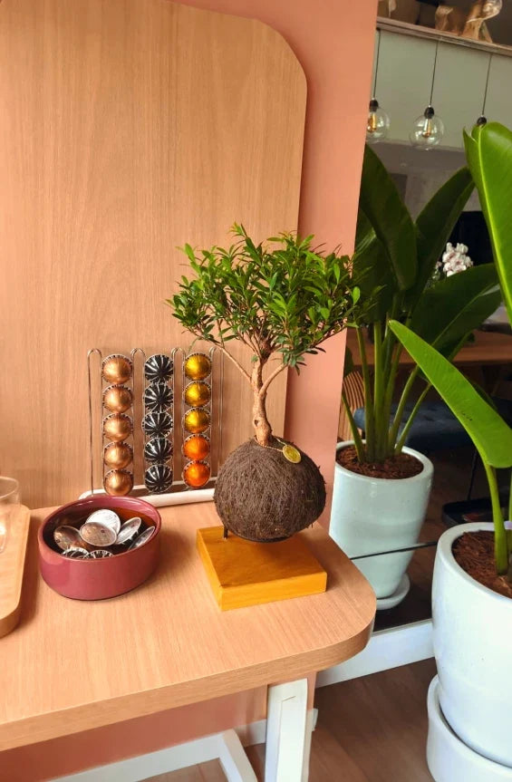 Kokedama Bonsai Serissa 09 Anos